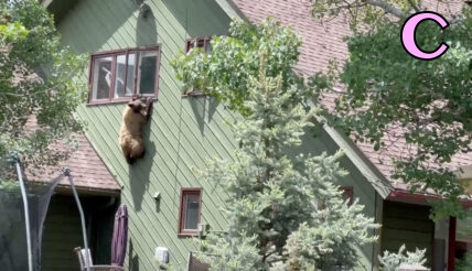 A daredevil bear was caught on video hanging out of an upstairs window after breaking into a Colorado house., The audacious ?cat bear-glar? was filmed dangling from the window several feet above the ground as it tried to get out of the property in Steamboat Springs., It clambered through the window into the house before emerging to hang out of the window again, then making its way back inside., The bear eventually emerged from a ground floor window it had used to originally get into the house, before disappearing into the woods., The homeowners were out at the time of the incident and avoided a scary meeting with the intruder., The bear was caught on video by neighbor Heidi Hannah, who called police for help., *BYLINE: Heidi Hannah/AMAZING ANIMALS+/TMX/Mega. 16 Jun 2023 Pictured: A bear hangs out of an upstairs window after breaking into a house in Steamboat Springs, Colorado. *BYLINE: Heidi Hannah/AMAZING ANIMALS+/TMX/Mega. Photo credit: Heidi Hannah/AMAZING ANIMALS+ / MEGA TheMegaAgency.com +1 888 505 6342 (Mega Agency TagID: MEGA996439_001.jpg) [Photo via Mega Agency]