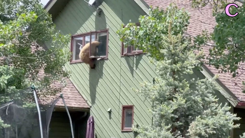 A daredevil bear was caught on video hanging out of an upstairs window after breaking into a Colorado house., The audacious ?cat bear-glar? was filmed dangling from the window several feet above the ground as it tried to get out of the property in Steamboat Springs., It clambered through the window into the house before emerging to hang out of the window again, then making its way back inside., The bear eventually emerged from a ground floor window it had used to originally get into the house, before disappearing into the woods., The homeowners were out at the time of the incident and avoided a scary meeting with the intruder., The bear was caught on video by neighbor Heidi Hannah, who called police for help., *BYLINE: Heidi Hannah/AMAZING ANIMALS+/TMX/Mega. 16 Jun 2023 Pictured: A bear hangs out of an upstairs window after breaking into a house in Steamboat Springs, Colorado. *BYLINE: Heidi Hannah/AMAZING ANIMALS+/TMX/Mega. Photo credit: Heidi Hannah/AMAZING ANIMALS+ / MEGA TheMegaAgency.com +1 888 505 6342 (Mega Agency TagID: MEGA996439_001.jpg) [Photo via Mega Agency]